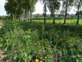 Bienenweide Bütthard