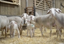 Schafe mit Lämmern im Stall