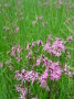 Nahaufnahme blühender lila Blumen auf einer Wiese