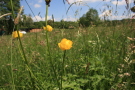 Blühende Wiese, im Vordergrund drei gelb blühende Blumen