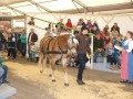 Mann bringt Pferd in einen Saal