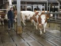 zwei Fleckviehkühe aus dem Gruber Milchviehstall