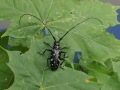 schwarzer Käfer mit langen Fühlern sitzt auf einem grünen Blatt