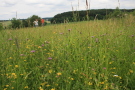 Wiese mit blühenden Blumen und Gräsern