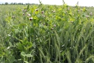 Getreide und Erbsen in Blüte am Feld