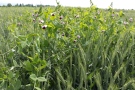 Getreide und Erbsen in Blüte am Feld