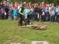 Hund schnüffelt an Holzstapel