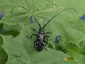 Käfer auf grünem Blatt