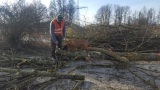 Mann begutachtet gefälltes Holz