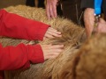 Hand streichelt Schaf