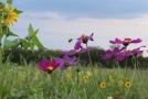 Nahaufnahme von lilafarbenen Blumen im Feld, eine Biene fliegt gerade zu einer Blüte