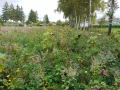 Blühstreifen an einem Sportplatz im Herbst