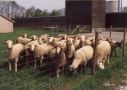 Schafe vor einem Gebäude
