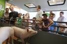 Schweine im Schweinemobil mit Kindern im Hintergrund