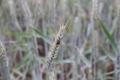 Ein Marienkäfer sitzt auf einer Getreideähre