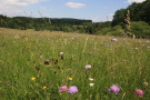 Wiese mit vielen blühenden Blumen