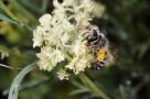 Nahaufnahme einer Biene auf weißer Blüte