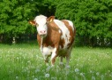 Kuh auf einer Weide