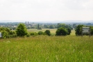 Wiese