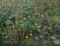 herbstliche Blühfläche