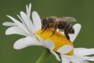 Biene auf weißer Blume