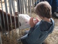 Kälbchen und Kind schmusen miteinander