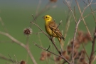 Gelb-braun gefiederter Vogel sitzt auf einem Zweig
