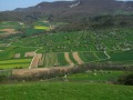 Blick auf eine Landschaft mit Streuobst und kleinen Feldern,  Schwäbisches Alb 