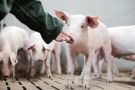 Ferkel, die von einer Hand angelockt werden