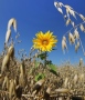 Sonnenblume und Hafer