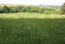 Blick auf eine Wiese mit Bäumen im HIntergrund