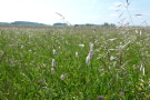 Wiese mit blühenden Blumen und Gräsern