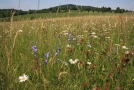 Wiese mit blühenden Blumen und Gräsern, im Hintergrund ein grüne Wiesen