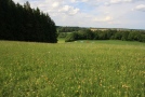 Wiese mit Autos im Hintergrund