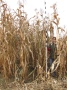 Maispflanzen erntereif im Herbst