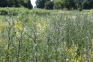 Blick in ein Feld mit mehreren beinhohen Blütenpflanzen, die vornehmlich blaue Blüten haben