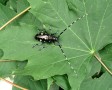 schwarzer Käfer mit langen Fühlern sitzt auf einem grünen Blatt