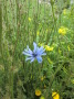 Nahaufnahme einer blau blühenden Blume im Feld, rechts davon sind mehrere gelb blühende Blumen