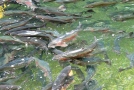 Fische im Wasser