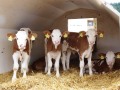 vier Kälber in einem Gruppeniglu