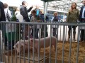 Ferkel im Stall mit Kindern 