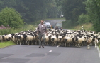 Schafherde mit Schäfer auf einer Straße