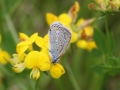 blauer Falter auf gelber Blüte sitzen