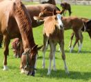 Fohlen mit Pferd auf Weide