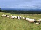 Herde weißer Schafe mit schwarzen Köpfen