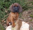 Hund auf einem Holzstamm