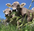 Zwei Kühe fressen Gras