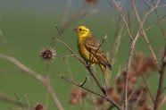 Gelb-braun gefiederter Vogel sitzt auf einem Zweig