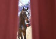Pferd schaut durch einen roten Vorhang