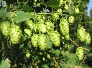 Hopfen